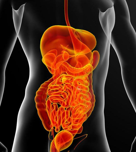 Digestive Enzymes Benefits